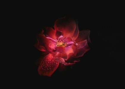 FLORECER
