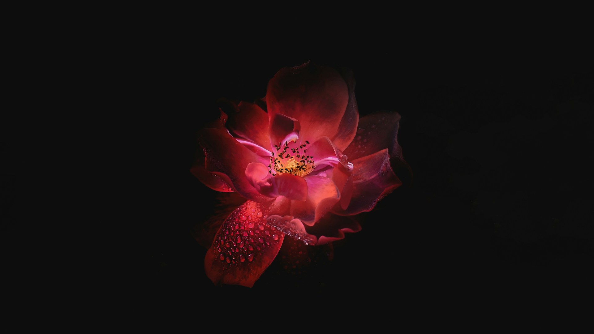 FLORECER